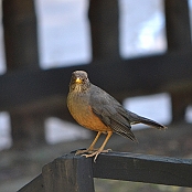 "Olive Thrush" Paarl, South Africa